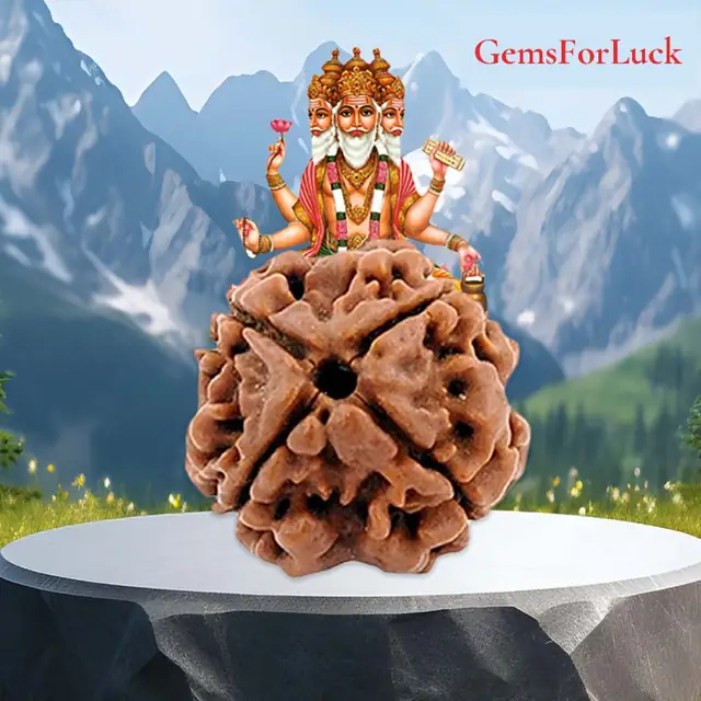 4 face / Mukhi Nepali Rudraksha Collector