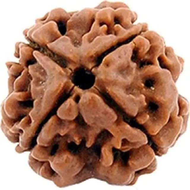 4 face / Mukhi Nepali Rudraksha Collector – image 2