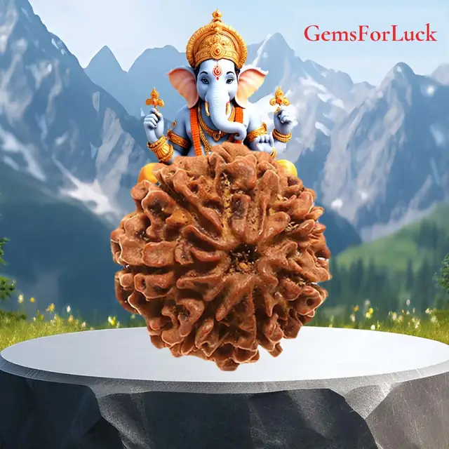 8 Faced Natural Nepali Rudraksha Bead collector