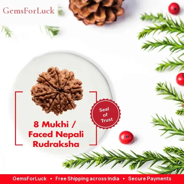 8 Faced Natural Nepali Rudraksha Bead collector – image 2