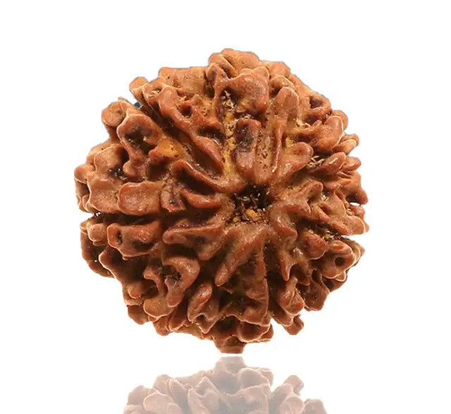 8 Faced Natural Nepali Rudraksha Bead collector – image 4