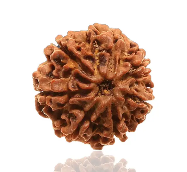 8 Faced Natural Nepali Rudraksha Beads – image 4