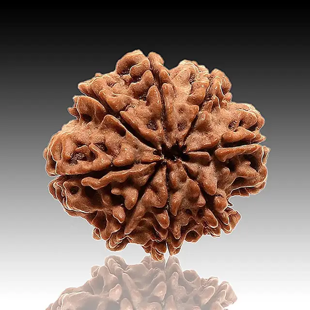 8 Mukhi Rudraksha Pendant – image 4