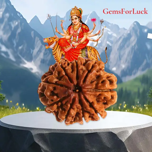 9 Faced Natural Nepali Rudraksha Bead collector