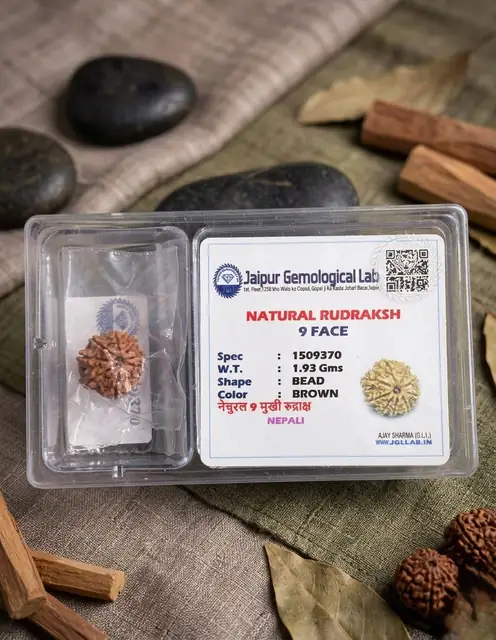 9 Faced Natural Nepali Rudraksha Bead collector – image 5