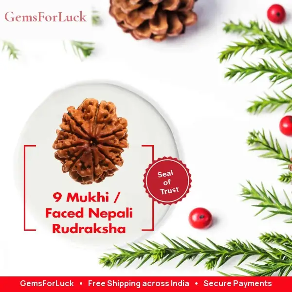 9 Mukhi Nepali Rudraksha Beads – image 3
