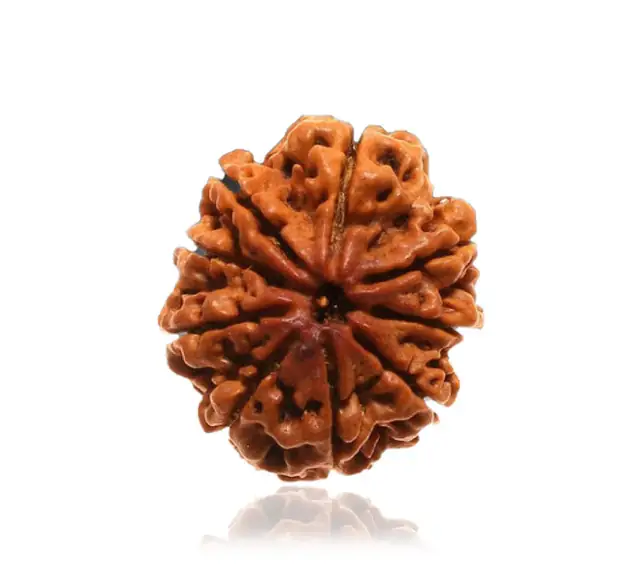 9 Mukhi Nepali Rudraksha Beads – image 4