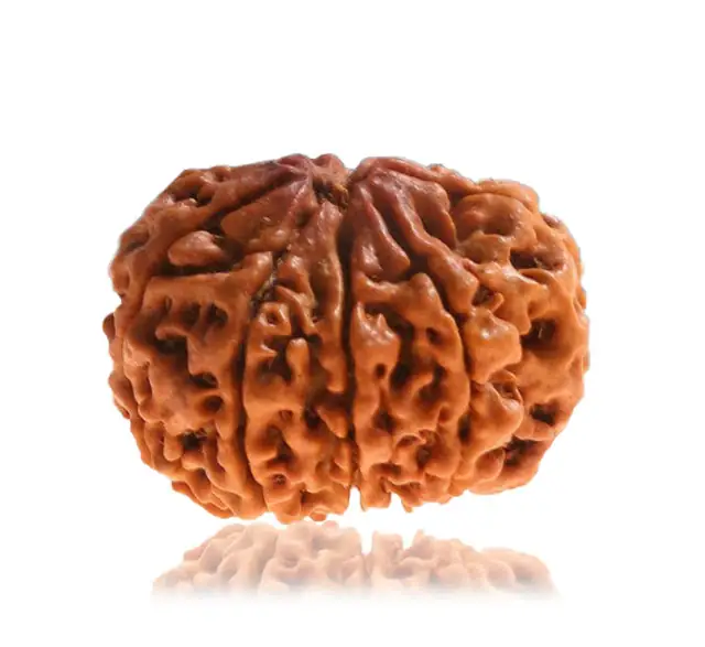 9 Mukhi Nepali Rudraksha Beads – image 5