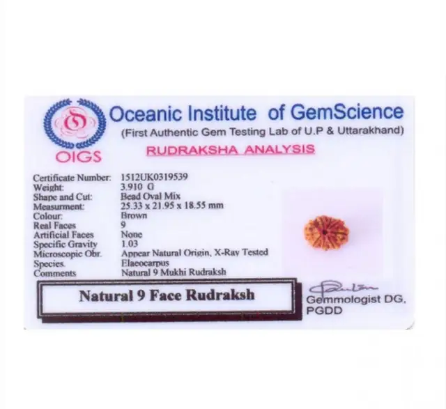 9 Mukhi Nepali Rudraksha Beads – image 6