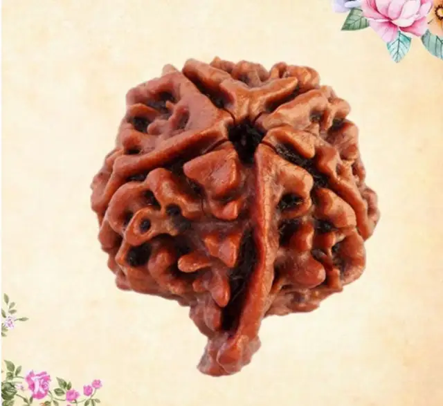 Ganesh Rudraksha – image 4