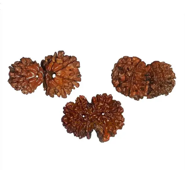 Gauri Shankar Rudraksha collector – image 4