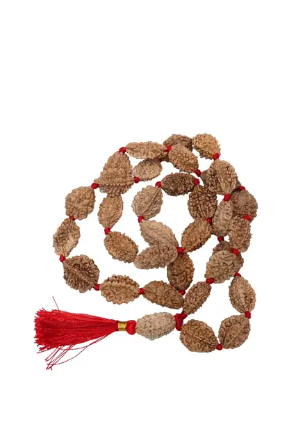 GemsForLuck 2 mukhi rameswaram kantha 32+1 beads Original 2 Mukhi Rudraksh Kantha Mala 2 Face Rudraksha Mala – image 11