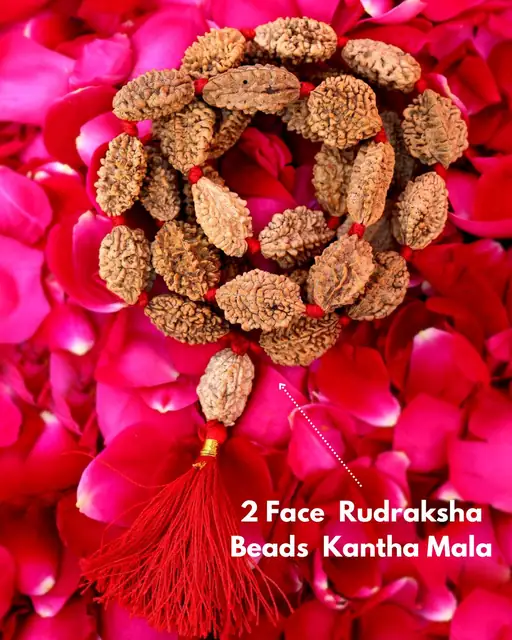 GemsForLuck 2 mukhi rameswaram kantha 32+1 beads Original 2 Mukhi Rudraksh Kantha Mala 2 Face Rudraksha Mala – image 2