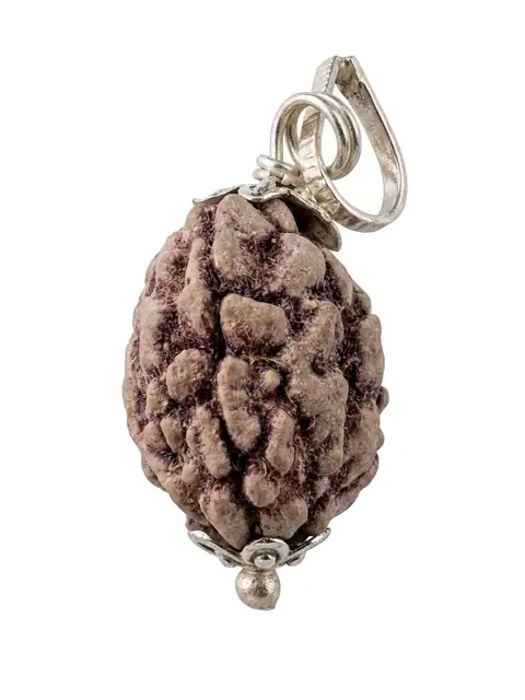 GemsForLuck 3 Mukhi Rudraksha with Silver Plated Cap – image 2