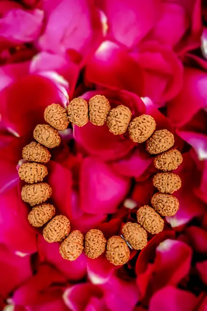 GemsForLuck 7 Mukhi Rudraksha Bracelet Certified Energized 7 Mukhi Rudraksha Bracelet Adjustable Unisex – image 2