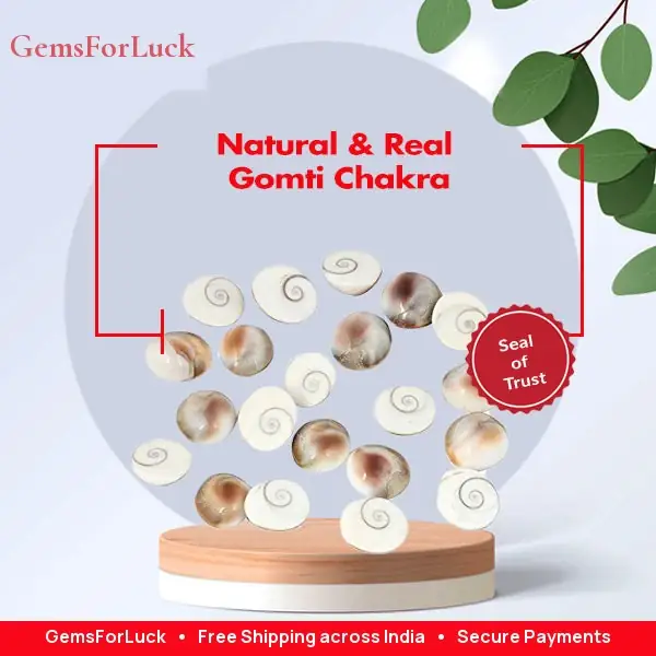 Natural & Real Gomti Chakra – image 2