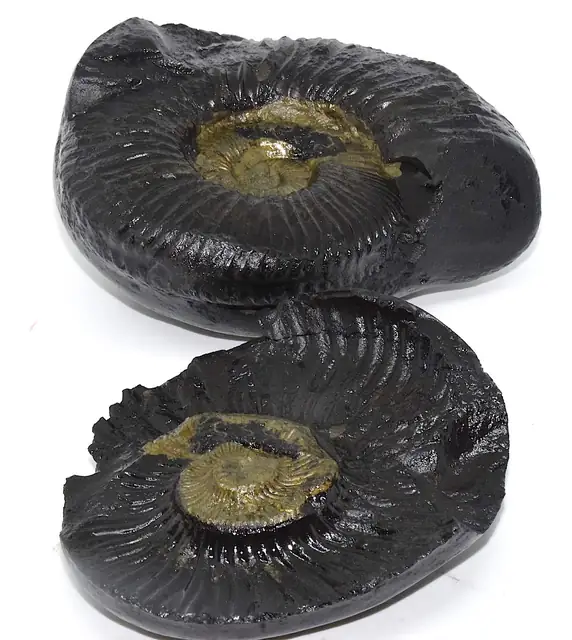 Natural Shaligram Stone – image 4