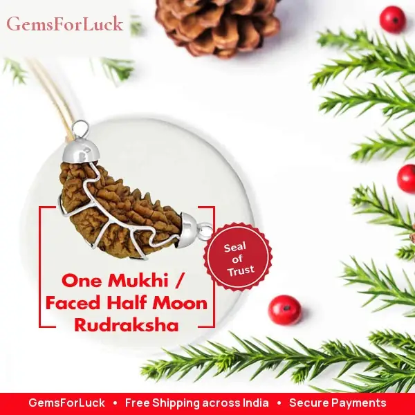 One Mukhi / Faced Half Moon Rudraksha / 1 mukhi caping Collector – image 2