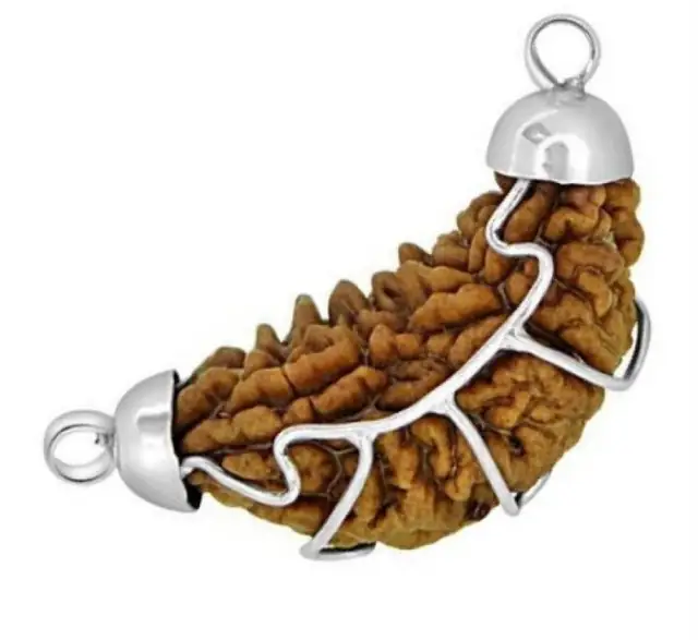 One Mukhi / Faced Half Moon Rudraksha / 1 mukhi caping – image 4