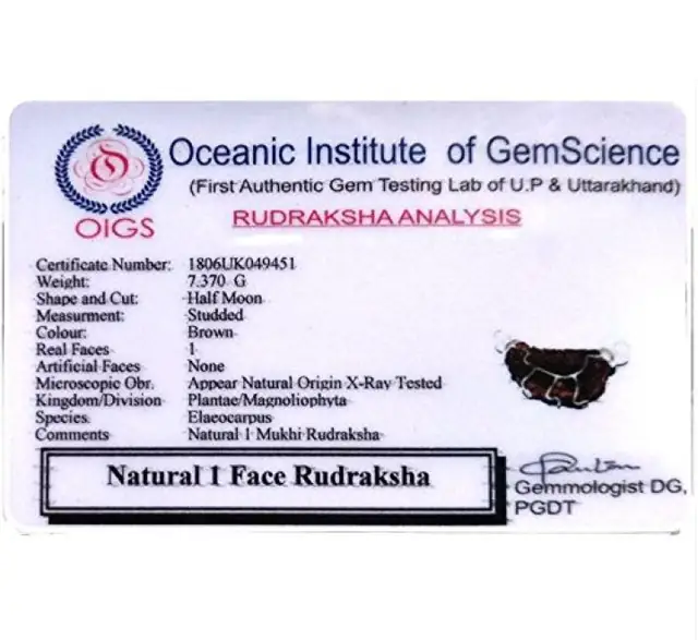 One Mukhi / Faced Half Moon Rudraksha / 1 mukhi caping – image 6