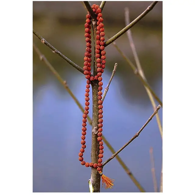 Rudraksha Japa Beads Mala – image 5